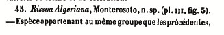 Rissoidae nel Mediterraneo: Genere Alvania